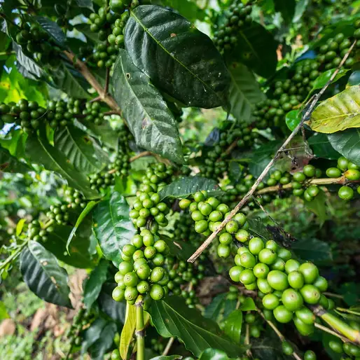 green-coffee-beans-mexico_600x600
